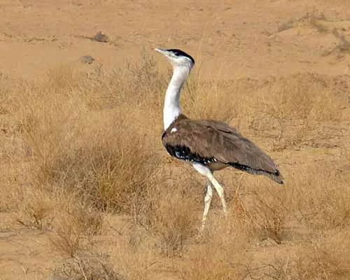 Desert National Park Jaisalmer